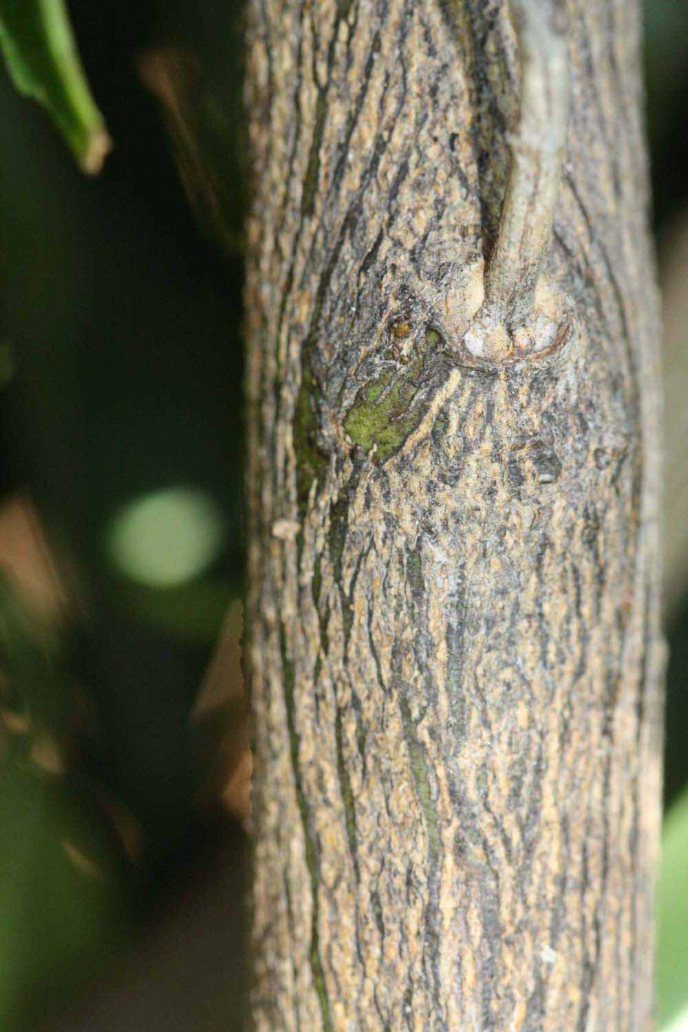              Second - third year twig (Riverside, CA)       